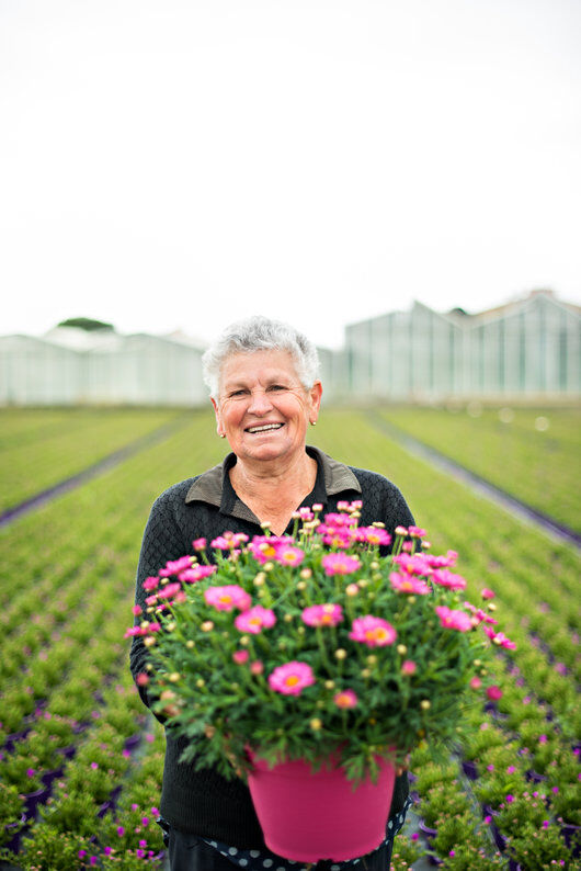 Produksjon rosa margerit Produksjon rosa margerit